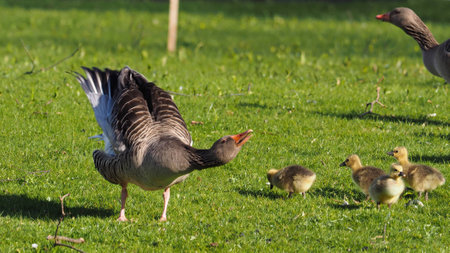 Goose defending the four goslings - Anser anserの写真素材