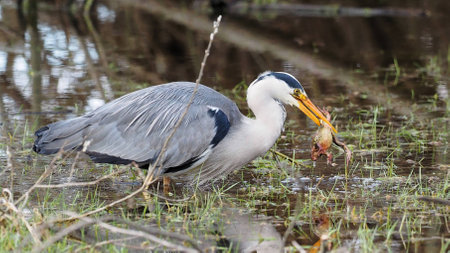 Grey heron catches a frog - Ardea cinereaの写真素材