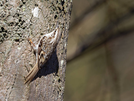 Tree creeper - Certhia familiarisの写真素材