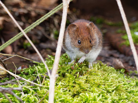 A mouse in a green dusk mossの写真素材