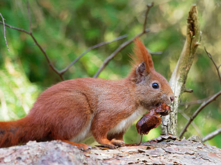 Squirrel - Sciuridaeの写真素材