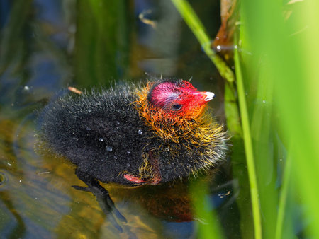 Young Coot with colorfull head - Fulica atraの写真素材