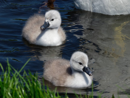 Mute Swan - Cygnus olorの写真素材