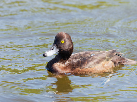 Tufted Duck - Aythya fuligulaの写真素材