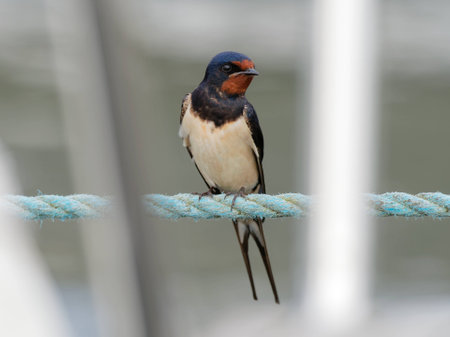 Barn swallow - Hirundo rusticaの写真素材