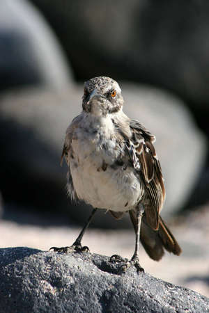 Bird, Punta Suárez, Isla Española, Galapagos の写真素材