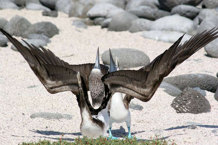 Blue-footed Boobies, Isla Seymour, Galapagosの写真素材