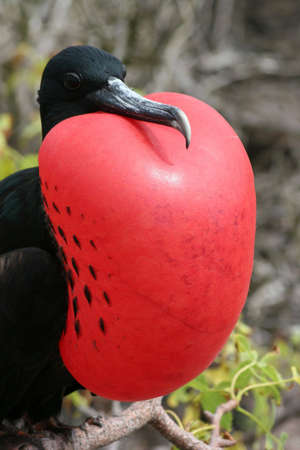 Frigate, El Barranco, Isla Genovesa, Galapagos の写真素材