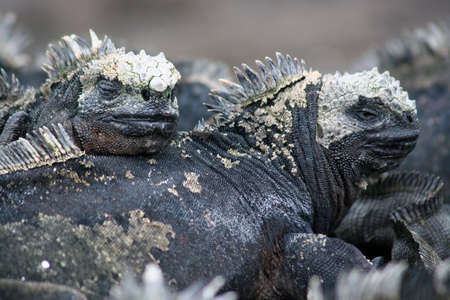 Marine Iguanas, Puerto Egas, Isla San Salvador, Galapagosの写真素材