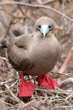 Red-footed Booby, El Barranco, Isla Genovesa, Galapagos の写真素材