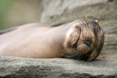 Sea Lion, Puerto Egas, Isla San Salvador, Galapagos の写真素材