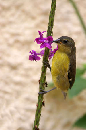 Bird clinging to a Flowerの写真素材