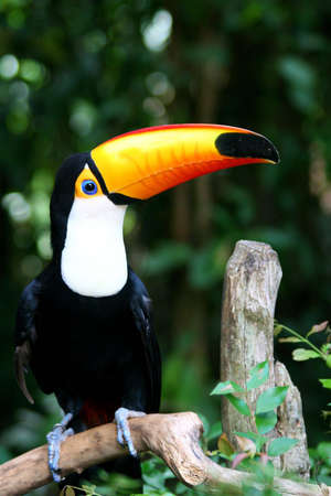 Toucan in Profile, Brazilの写真素材