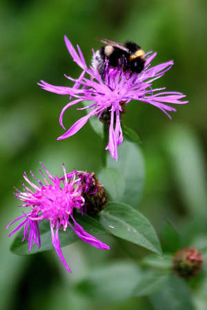 A Bumblebee and two purple Flowersの写真素材