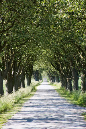 Idyllic Danish Avenue at Funen, Denmarkの写真素材