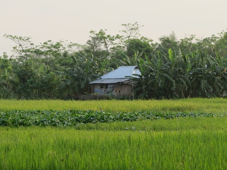 paddy field and hut in rural Bangladeshの写真素材