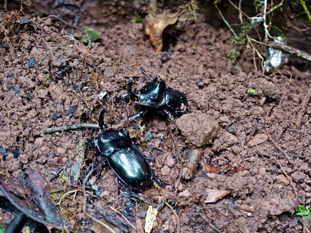 The Asiatic rhinoceros beetle is a species of rhinoceros beetle belonging to the Scarabaeidae...