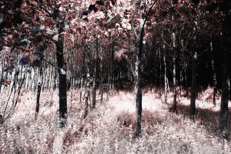 Park of Pateira de Fermentelosの写真素材