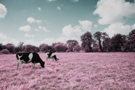 Park of Pateira de Fermentelosの写真素材