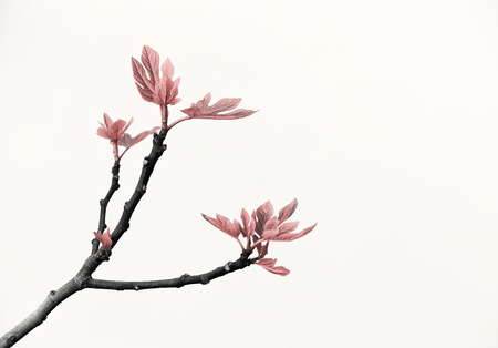 Fig treeの写真素材