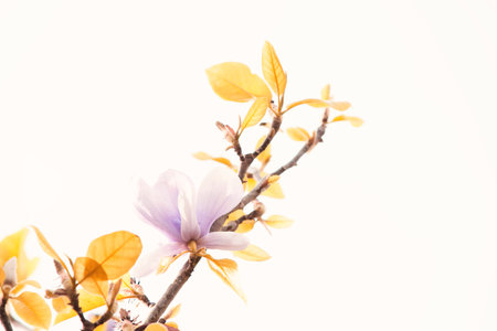 Flower in whiteの写真素材