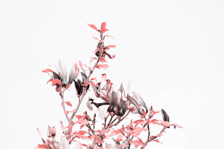 Flower in whiteの写真素材