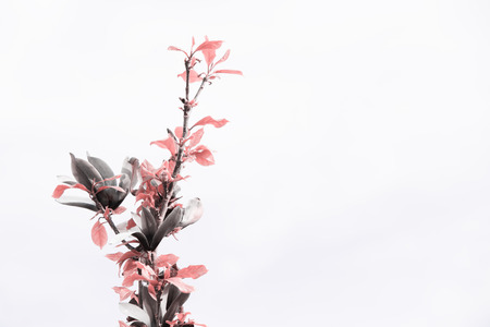 Flower in whiteの写真素材