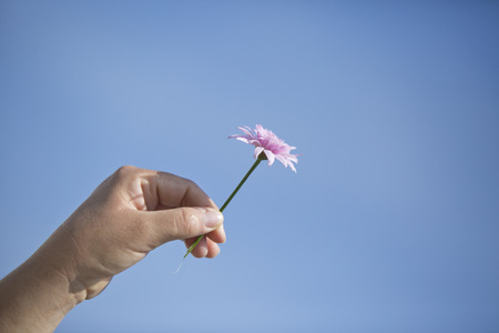 Flower in whiteの写真素材