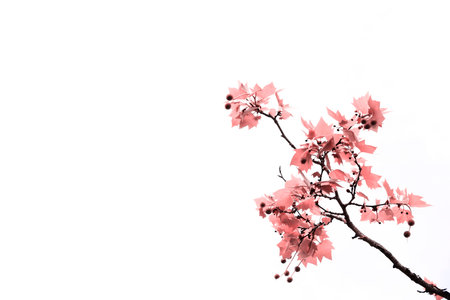 Fig treeの写真素材