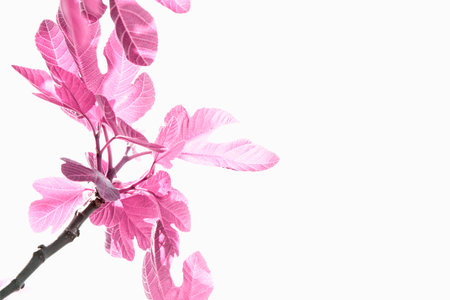 Fig treeの写真素材