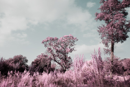 Park of Pateira de Angeja,Portugal,Europaの写真素材