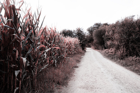 Park of the city,europa Portugalの写真素材