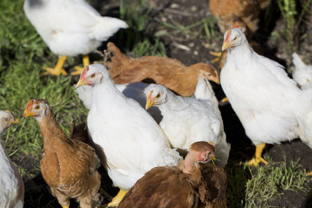 Free range organic chickens poultry in a country farm