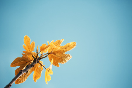 Fig treeの写真素材