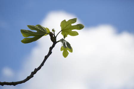 Fig tree