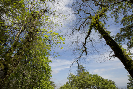 The Regaleira Palace (known as Quinta da Regaleira) located in Sintra, Portugalのeditorial素材