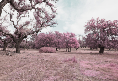 Alentejo,Portugalの写真素材