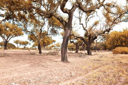 Alentejo,Portugalの写真素材