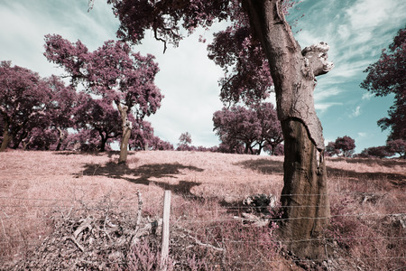 Alentejo,Portugalの写真素材