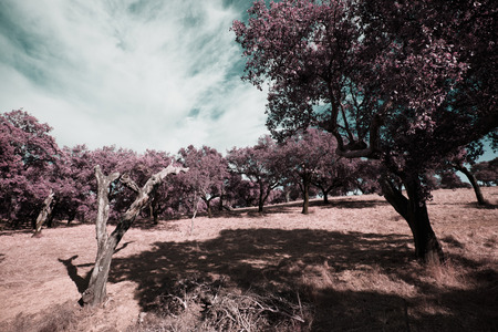 Alentejo,Portugalの写真素材