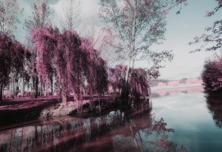 Park of Pateira,Aveiro,Portugal.の写真素材