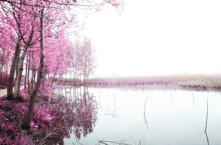 Park of Ois da Ribeiraの写真素材