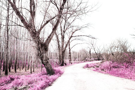 Dirt road in the villageの写真素材