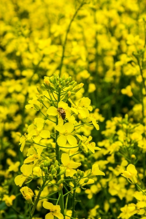 Bee collects nectar in canola field. の写真素材