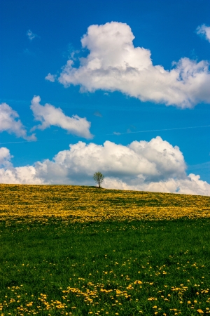 Colorful landscape with dandelion meadow and one single tree.の写真素材