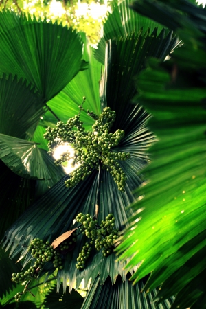 Fan Palm with Seeds (Licuala)の写真素材