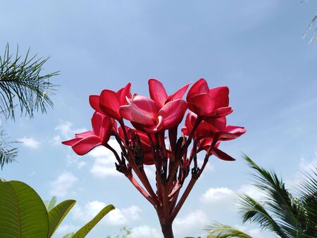 red plumeria in blue skyの写真素材