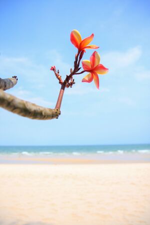 plumeria flower on the beachの写真素材