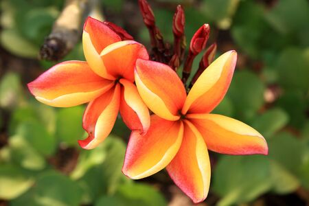 tropical orange plumeria flower bloomingの写真素材