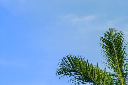 palm leaf on blue sky backgroundの写真素材